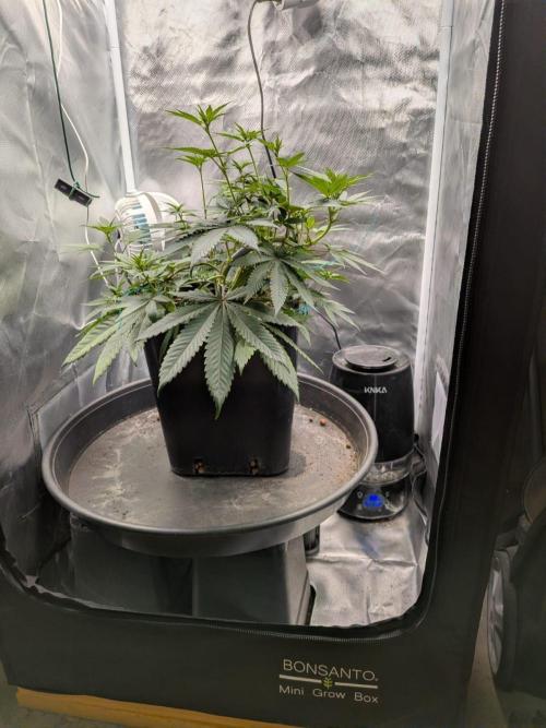 Radical Juice. Week 10