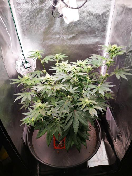 Radical Juice. Week 11