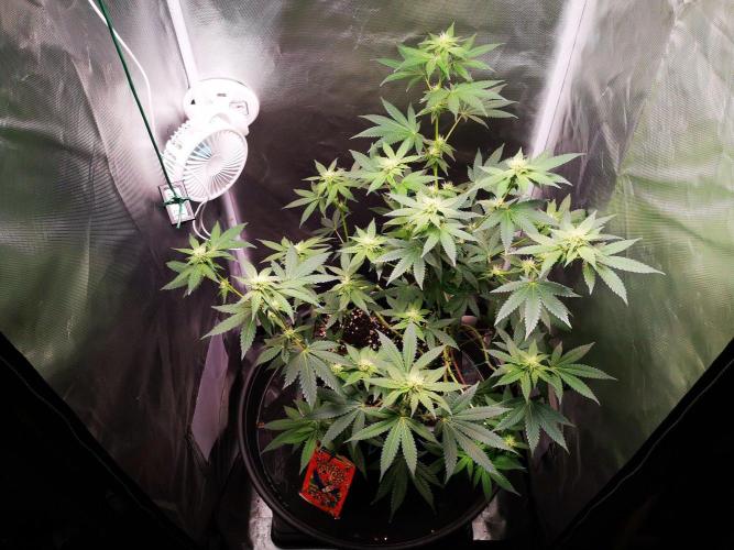 Radical Juice. Week 12