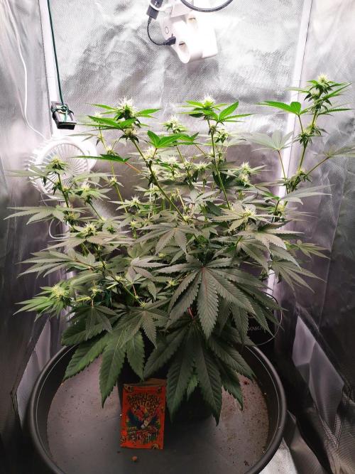 Radical Juice. Week 12