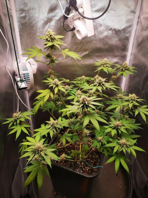 Radical Juice. Week 14
