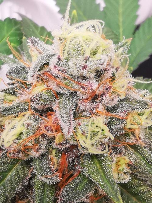 Radical Juice. Week 16
