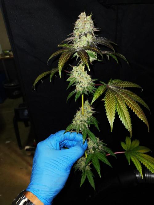 Radical Juice. Week 17