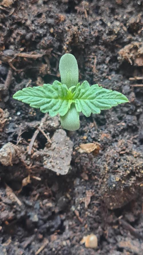 Blunts by The Runtz. Week 1