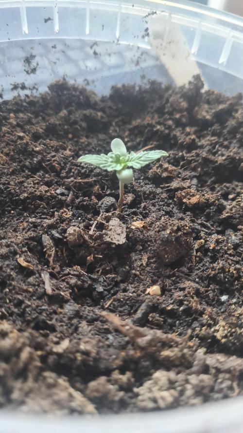 Runtz F1 Automatic. Week 1