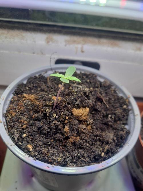 Pineapple Express F1 Automatic. Week 0