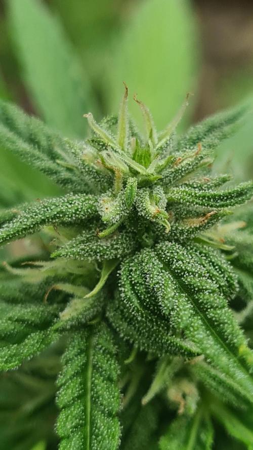 Expresso🍍☕️. Week 8