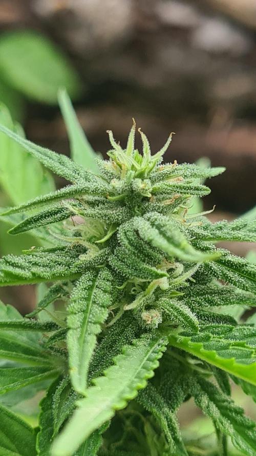 Expresso🍍☕️. Week 8