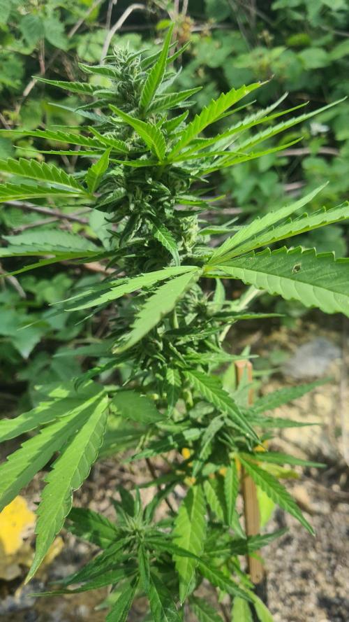 Pineapple Express F1 Automatic. Week 8
