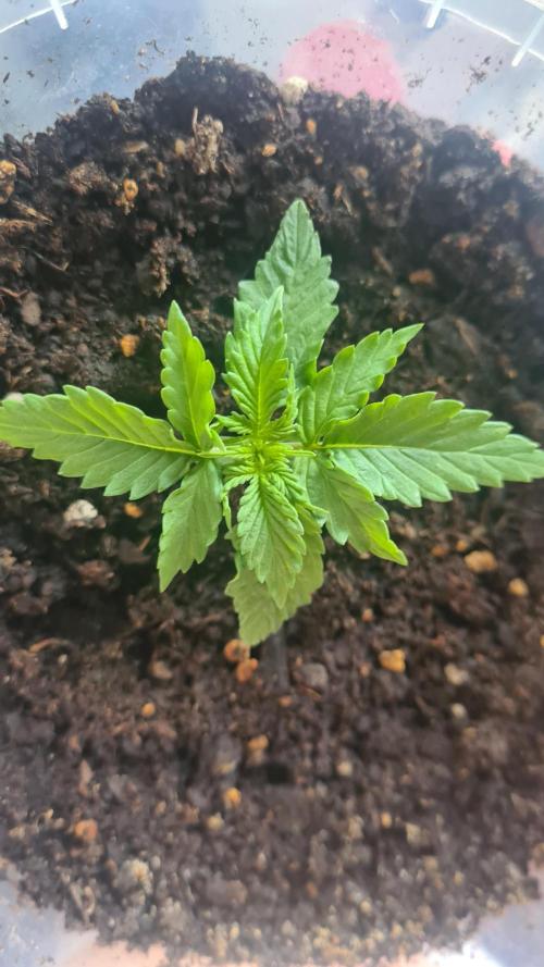 Blunts by The Runtz. Week 2