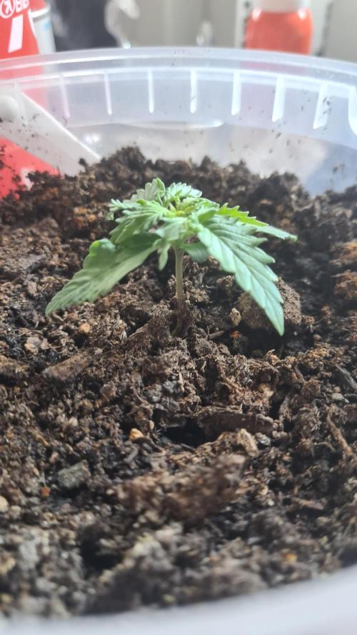 Blunts by The Runtz. Week 2