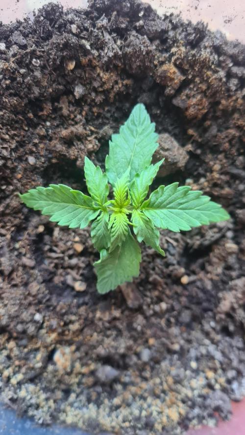 Runtz F1 Automatic. Week 2