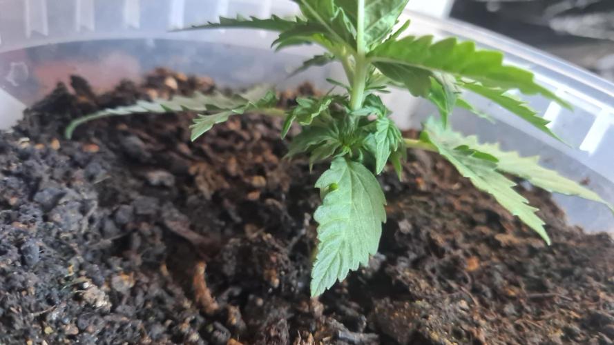 Blunts by The Runtz. Week 3