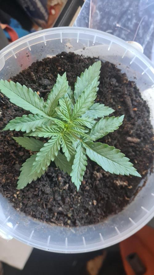 Blunts by The Runtz. Week 3