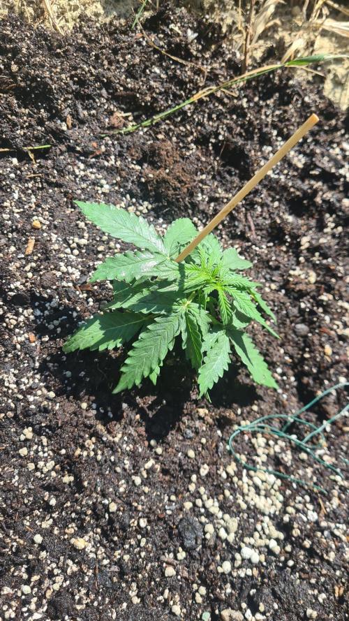 Blunts by The Runtz. Week 3