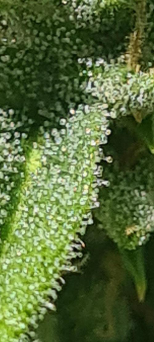 Expresso🍍☕️. Week 9