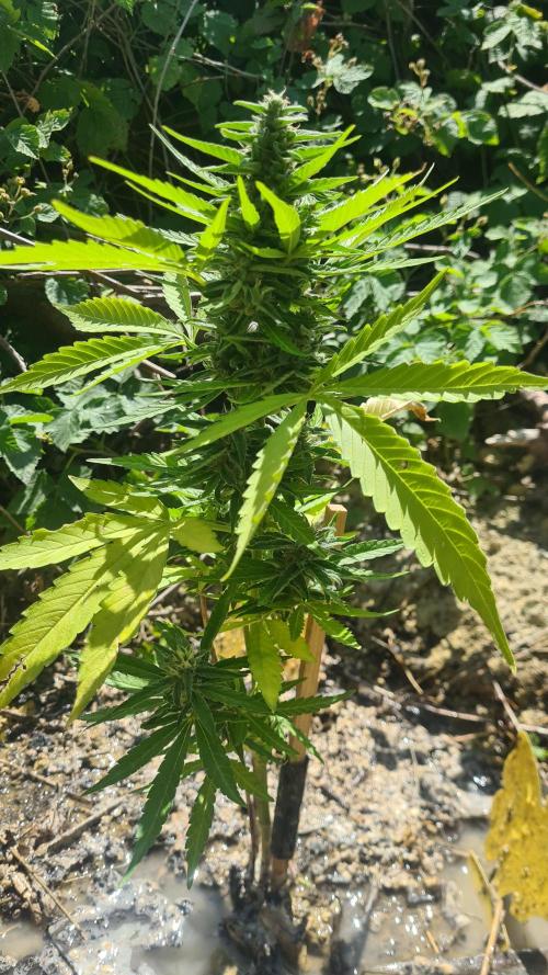 Expresso🍍☕️. Week 9