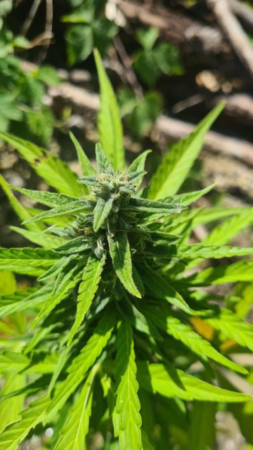Expresso🍍☕️. Week 9