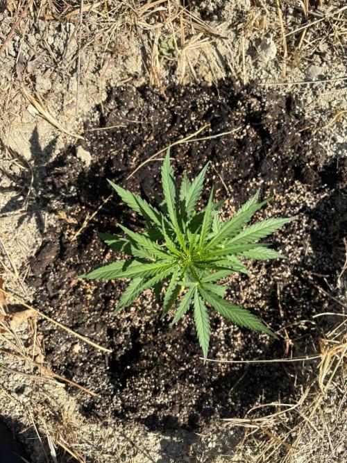 Blunts by The Runtz. Week 4