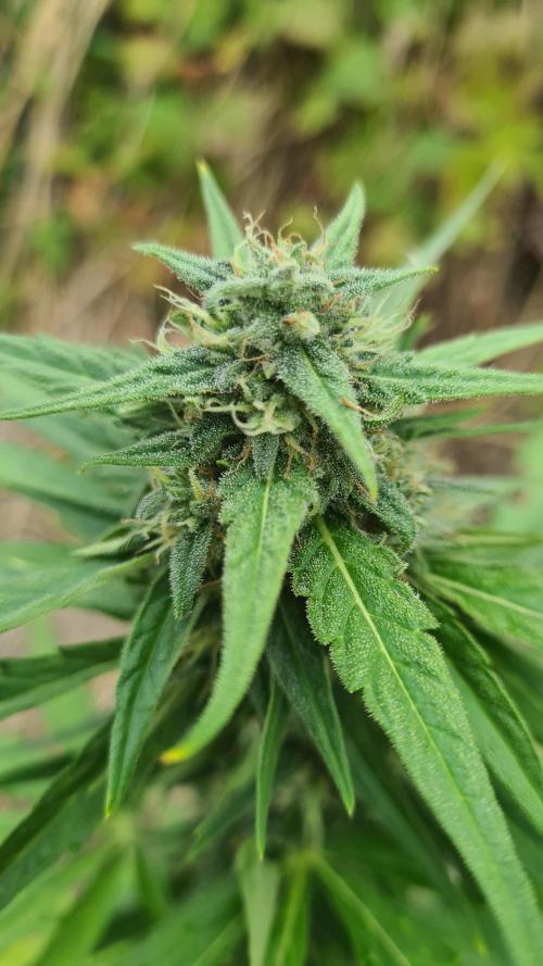 Blunts by The Runtz. Week 8