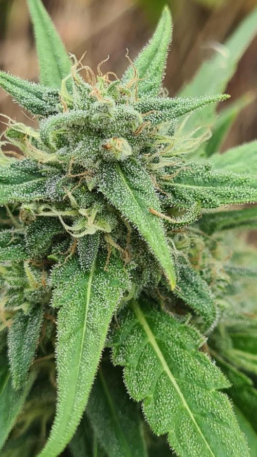 Blunts by The Runtz. Week 8