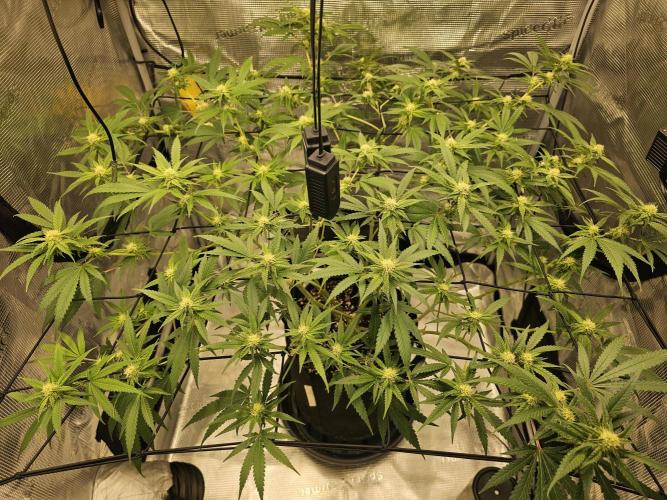 White Widow- White Label (Sensi Seeds). Week 4
