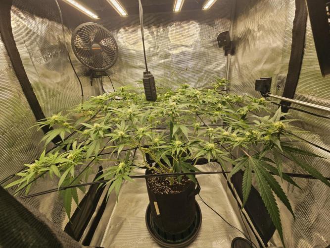 White Widow- White Label (Sensi Seeds). Week 4