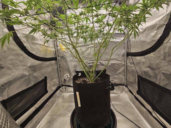 White Widow- White Label (Sensi Seeds). Week 4