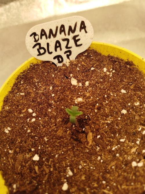 Living Soil Soma's Sacred Soil. Week 9