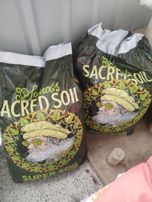 Living Soil Soma's Sacred Soil. Week 9