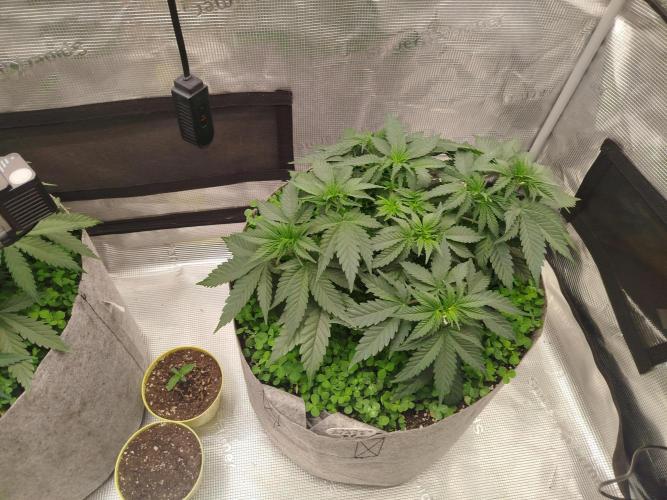 Living Soil Soma's Sacred Soil. Week 9
