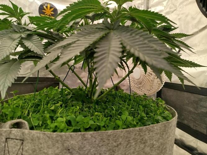 Living Soil Soma's Sacred Soil. Week 9