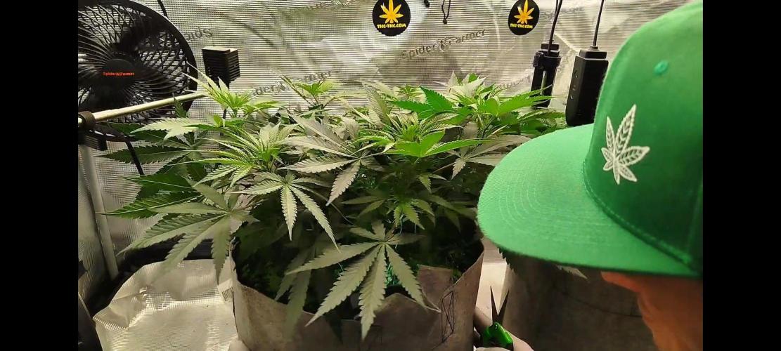 Living Soil Soma's Sacred Soil. Week 9