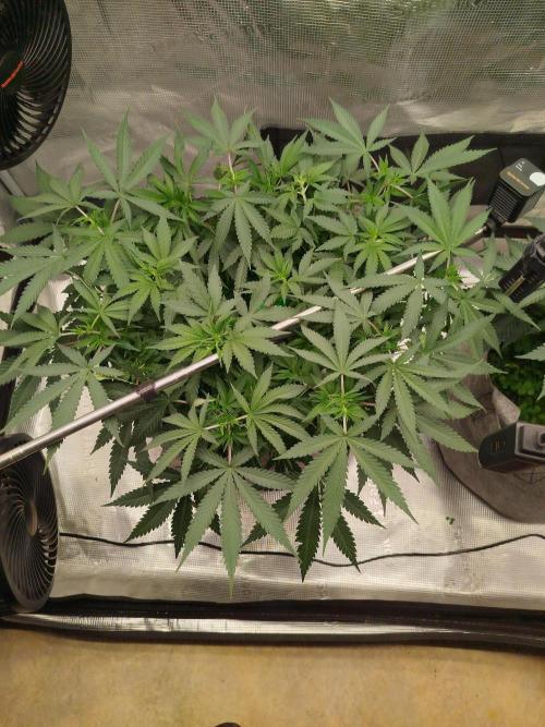 Living Soil Soma's Sacred Soil. Week 9