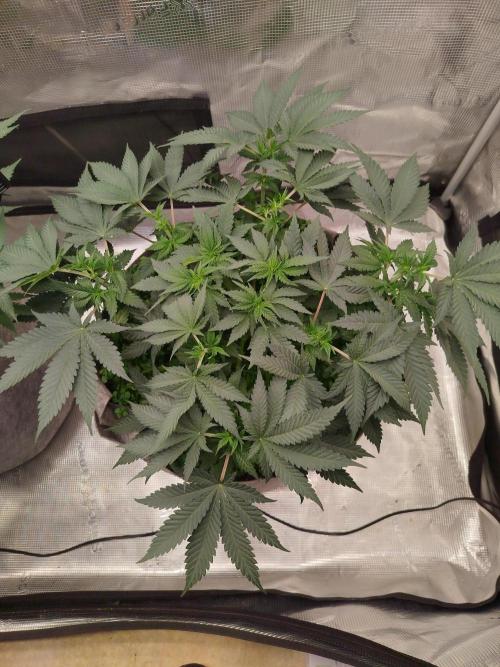 Living Soil Soma's Sacred Soil. Week 9