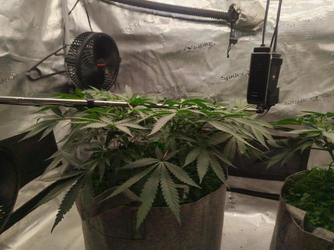 Living Soil Soma's Sacred Soil. Week 9