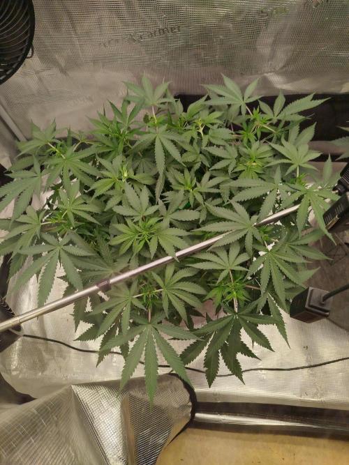Living Soil Soma's Sacred Soil. Week 9