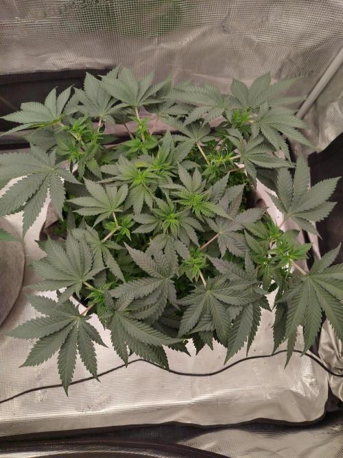 Living Soil Soma's Sacred Soil. Week 9