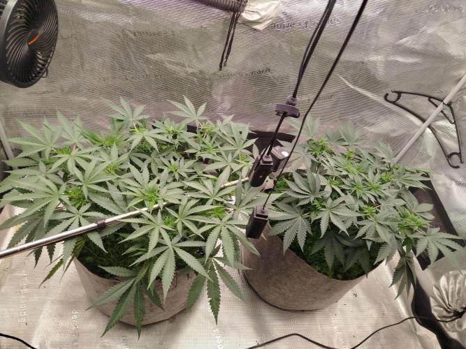 Living Soil Soma's Sacred Soil. Week 9