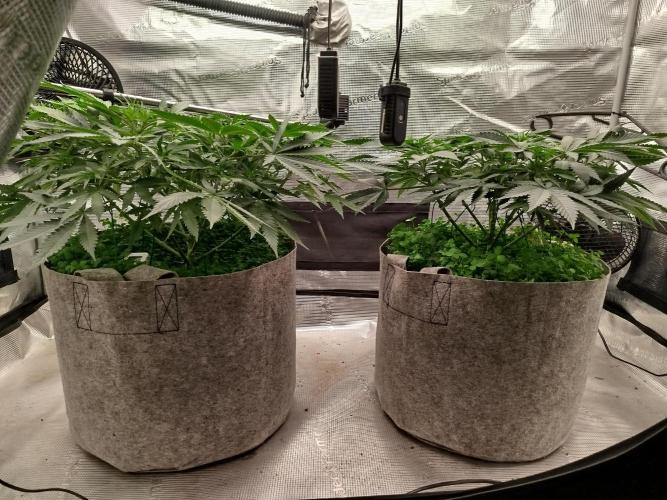 Living Soil Soma's Sacred Soil. Week 9