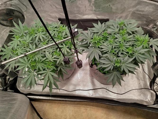 Living Soil Soma's Sacred Soil. Week 9