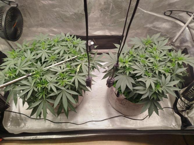 Living Soil Soma's Sacred Soil. Week 9