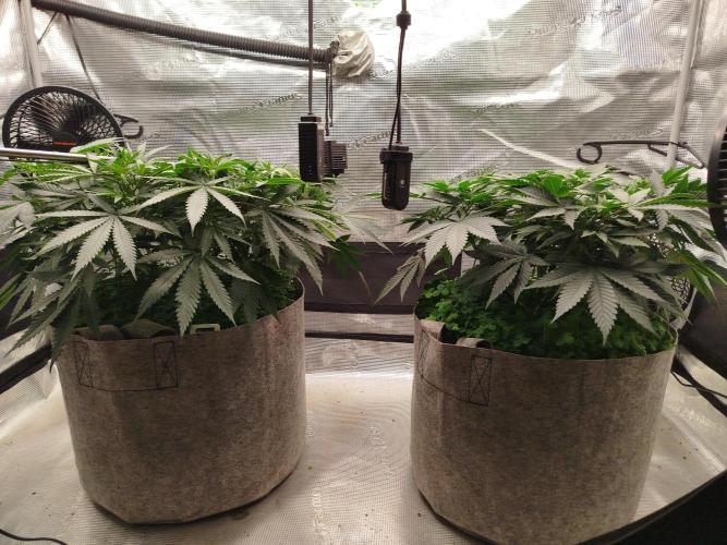Living Soil Soma's Sacred Soil. Week 9