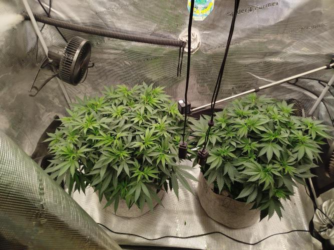 Living Soil Soma's Sacred Soil. Week 9