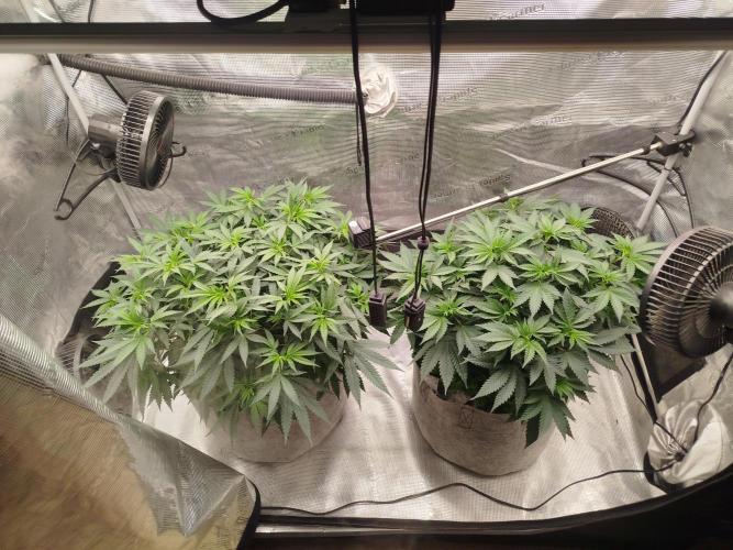 Living Soil Soma's Sacred Soil. Week 9