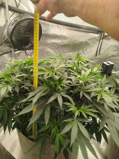 Living Soil Soma's Sacred Soil. Week 9