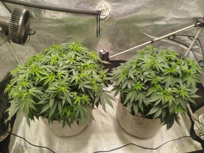 Living Soil Soma's Sacred Soil. Week 9