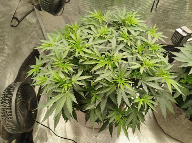 Living Soil Soma's Sacred Soil. Week 9