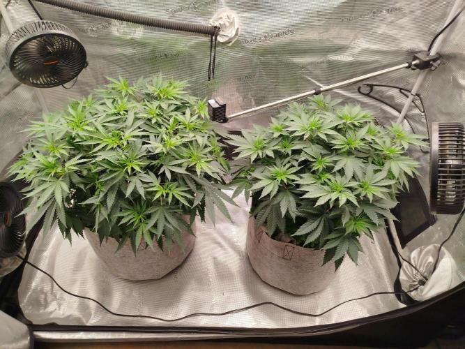 Living Soil Soma's Sacred Soil. Week 9