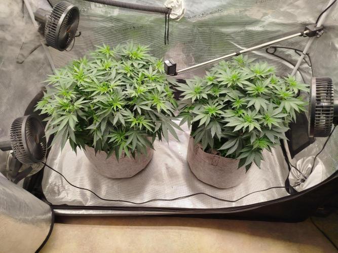 Living Soil Soma's Sacred Soil. Week 9